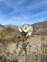 Cordia decandra