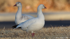 Anser caerulescens × rossii