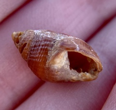 Ilyanassa obsoleta