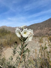 Cordia decandra