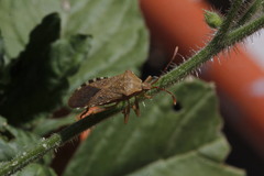 Anasa maculipes