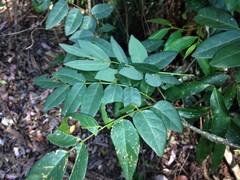 Derris involuta