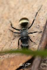 Polyrhachis tubifera