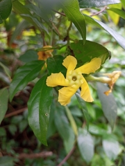 Mandevilla subsagittata