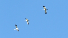 Grus americana