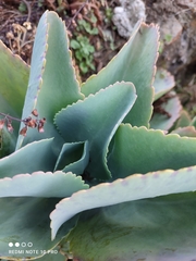 Kalanchoe marmorata