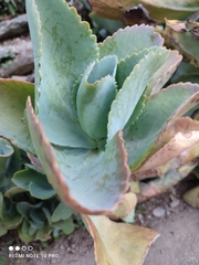 Kalanchoe marmorata