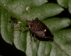Podisus aenescens