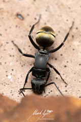 Polyrhachis tubifera