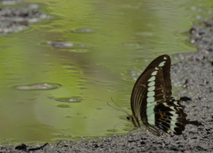 Papilio gigon
