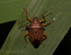 Podisus fuscescens