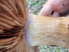 Cortinarius lilacinocolossus