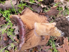 Cortinarius lilacinocolossus