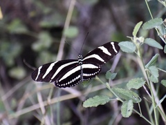 Heliconius charithonia ramsdeni