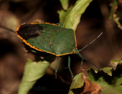 Piezosternum thunbergi