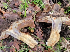 Cortinarius lilacinocolossus
