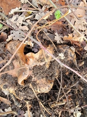 Cortinarius lilacinocolossus