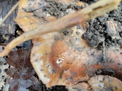 Cortinarius lilacinocolossus