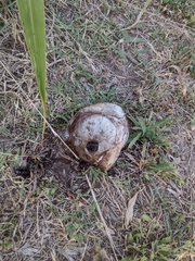 Pygocentrus nattereri