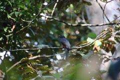 Trogon massena