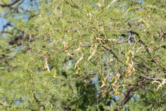 Prosopis chilensis