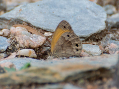 Pharneuptychia phares