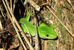 Naultinus elegans