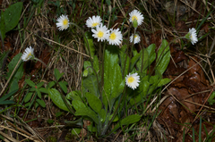 Aster bellidiastrum