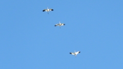 Grus americana