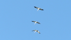Grus americana