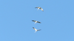 Grus americana