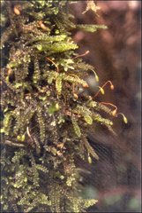 Lembophyllum divulsum