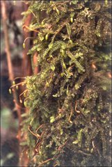 Lembophyllum divulsum