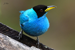 Green Honeycreeper photo 3