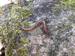 Eurycea multiplicata