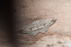 Melanolophia bugnathos