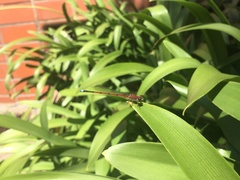 Oxyagrion