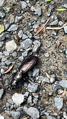 Mecodema sculpturatum