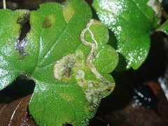 Phytomyza glechomae