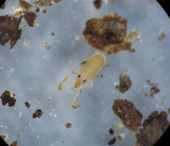 Tanaupodidae