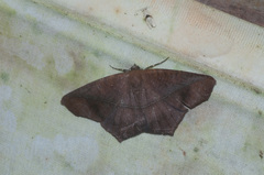 Prochoerodes striata