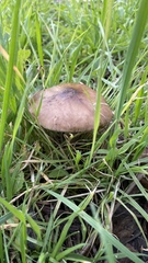 Pluteus exilis