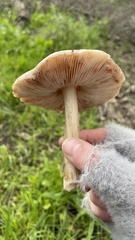 Pluteus exilis
