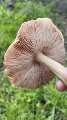 Pluteus exilis