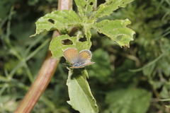 Brephidium exilis exilis