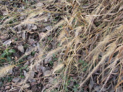 Setaria scheelei