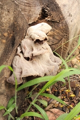 Fungi