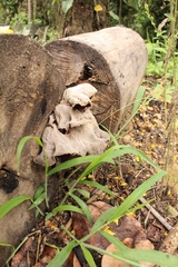 Fungi