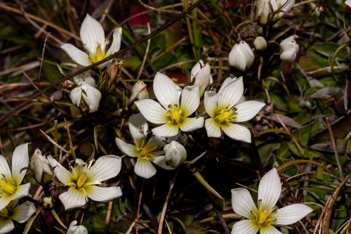 Gentianella serotina, photograph 6