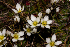 Gentianella serotina, photograph author not stated, no rights reserved
